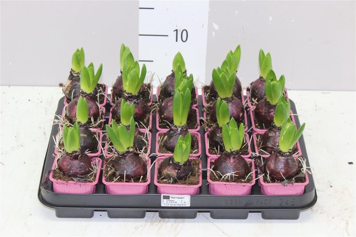 <h4>Hyacinthus Pink Pearl 1pp</h4>