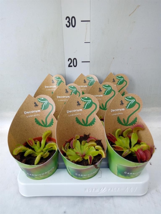 <h4>Vleesetende planten</h4>