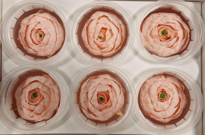 <h4>Ran Pres Pink Soft</h4>