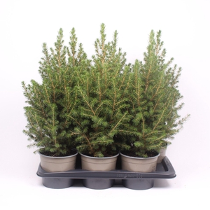 Picea glauca Conica