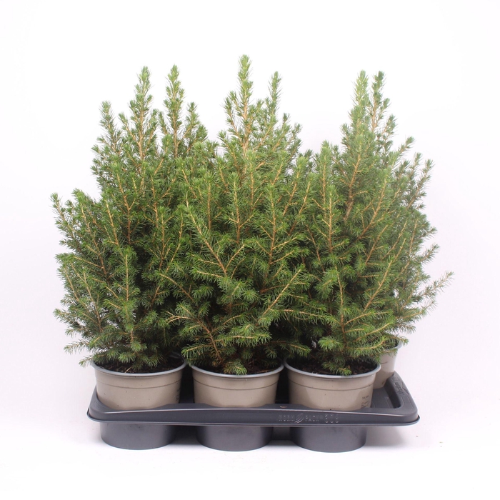 <h4>Picea glauca Conica</h4>