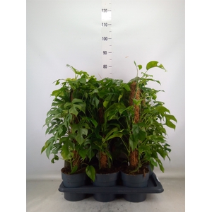 Philodendron   ...