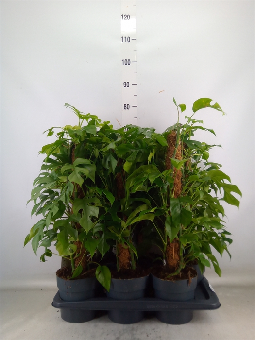 <h4>Philodendron   ...</h4>