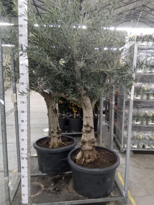 <h4>Olea europaea</h4>