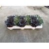 Brassica