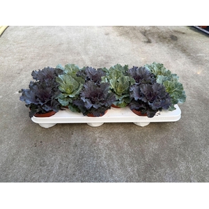 Brassica