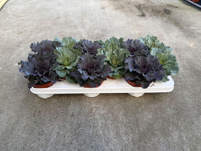 <h4>Brassica</h4>