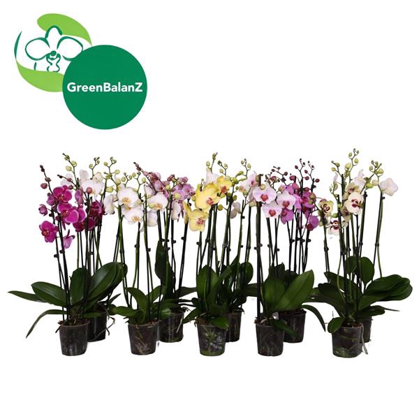 <h4>BalanZ - Phalaenopsis Mix 4t 20+/55-65</h4>