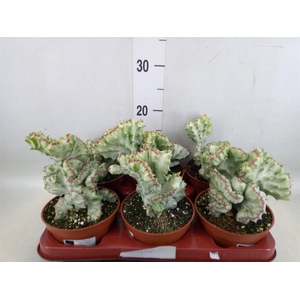 Euphorbia lactea 'Cristata'