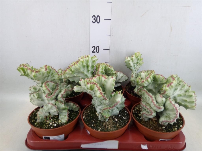 <h4>Euphorbia lactea 'Cristata'</h4>