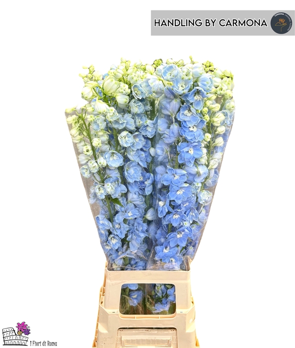 <h4>DELPH DU AUR L BLUE</h4>