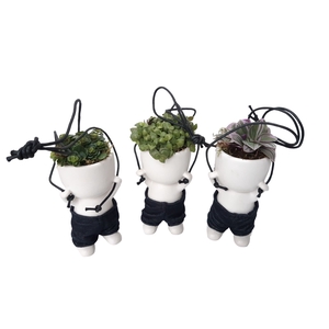 Arr.   Kamerplant Groen L%