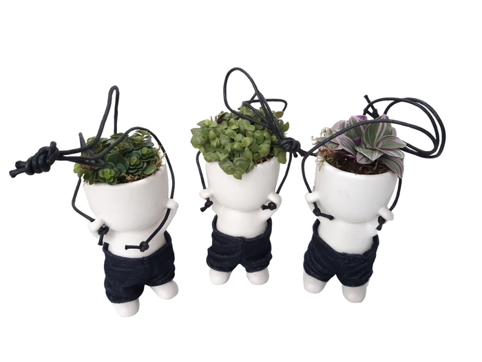 <h4>Arr.   Kamerplant Groen L%</h4>