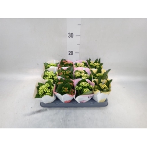 Kalanchoe blos.   ..rosebud mix  4