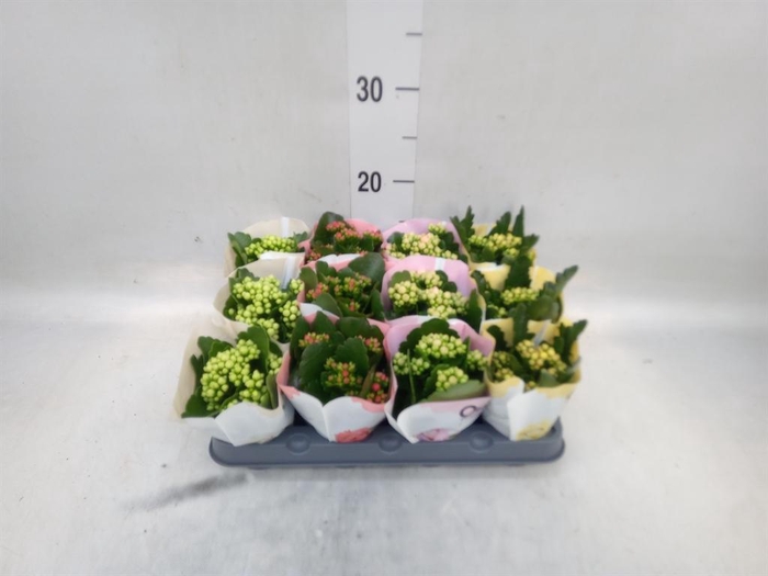 <h4>Kalanchoe blos. ..rosebud mix 4</h4>