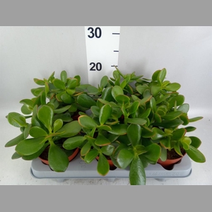 Crassula ovata