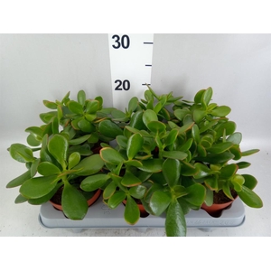 Crassula ovata