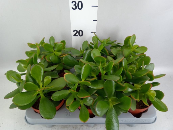 <h4>Crassula ovata</h4>