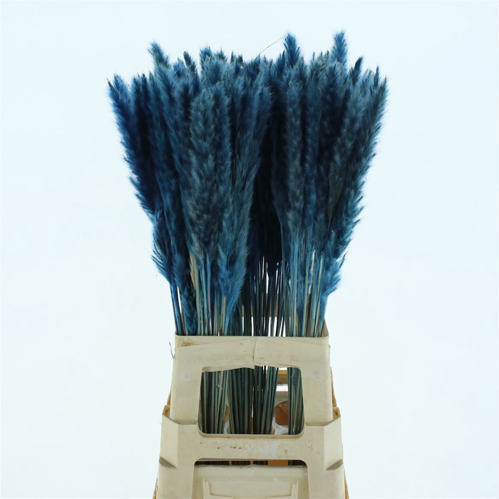 <h4>Dried Pampas Fluffy D.blue</h4>