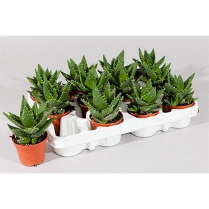 ALOE PERFOLIATA
