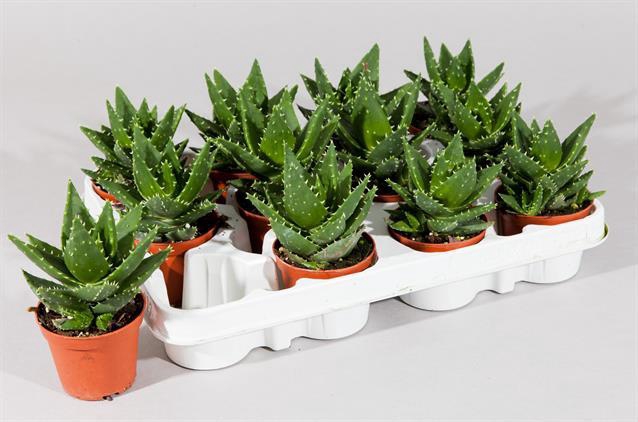 <h4>ALOE PERFOLIATA</h4>