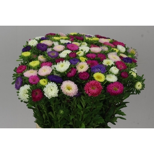 Callistephus Mats Mixed In Bunch