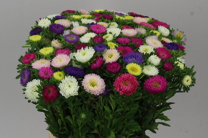 <h4>Callistephus Mats Mixed In Bunch</h4>