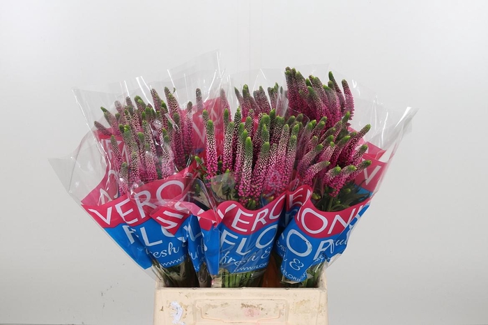 <h4>Veron Smart Artist</h4>