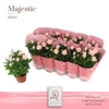 Rosa Amorosa Infinity Soft Pink