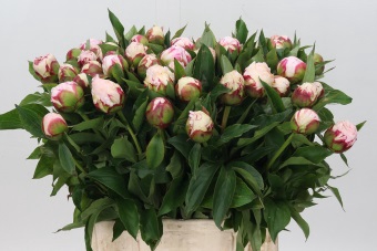 <h4>Paeonia Shirley Temple</h4>