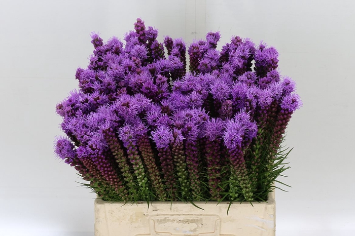 <h4>Liatris Spicata</h4>