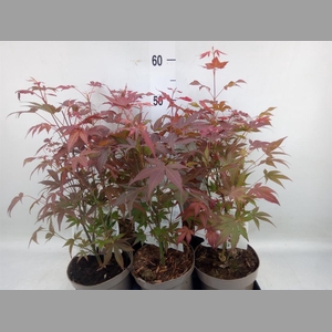 Acer palmatum 'Atropurpureum'