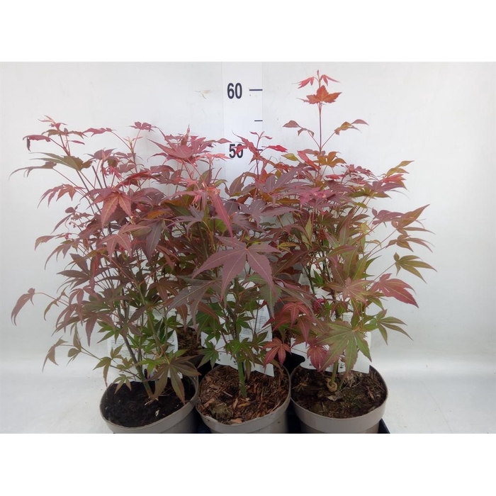 <h4>Acer palmatum 'Atropurpureum'</h4>