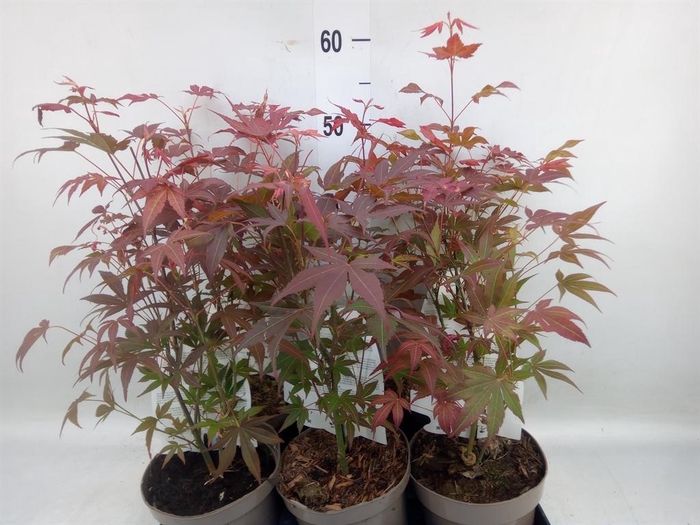 <h4>Acer palmatum 'Atropurpureum'</h4>