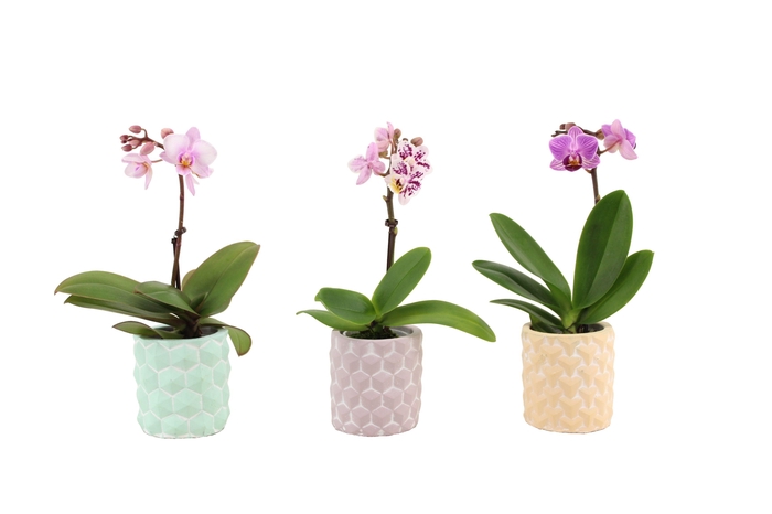 <h4>Phalaenopsis 3D Keramiek Tiny Dolls Mix 1T7+ Aqu@</h4>