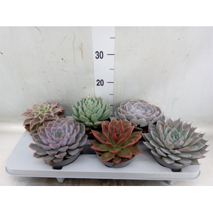 Echeveria   ...mix