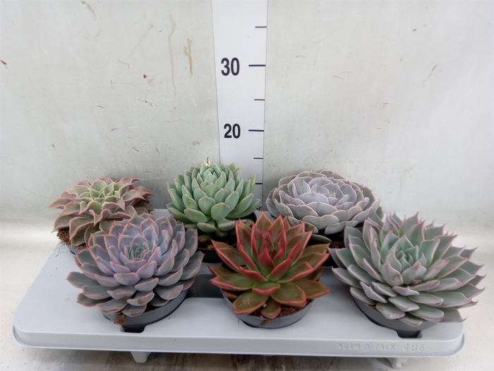 <h4>Echeveria   ...mix</h4>