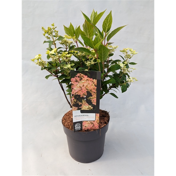 <h4>Hydrangea Paniculata Polestar 19 cm</h4>