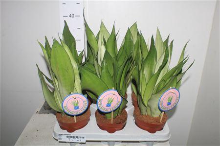 <h4>Sansev Moonshine</h4>