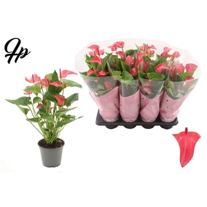 Anthurium 14 cm Romantico in Couture sleeve