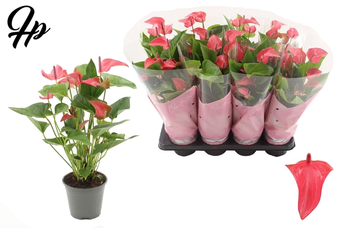 <h4>Anthurium 14 cm Romantico in Couture sleeve</h4>