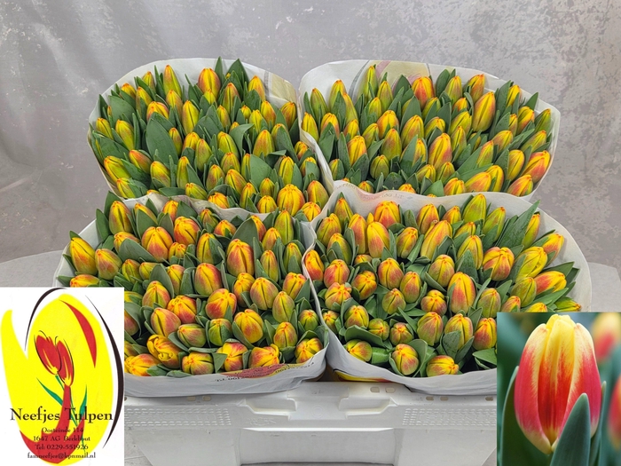 <h4>TU EN DISCO</h4>