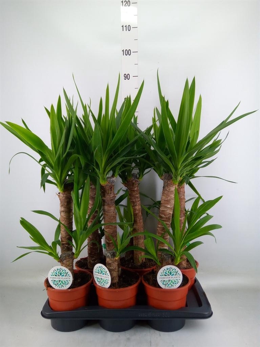 <h4>Yucca   ...</h4>