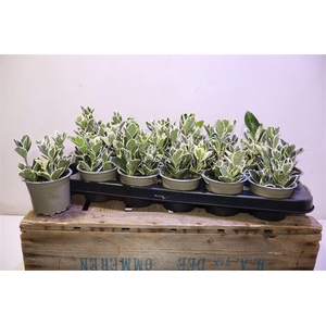 arr8 Euonymus Jap Kathy