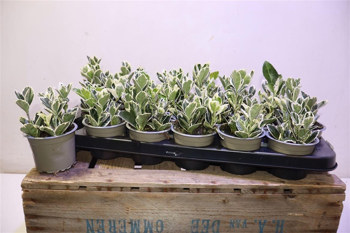 <h4>Euonymus Jap Kathy</h4>