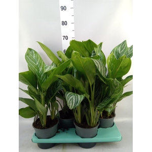 Aglaonema GB 'Stripes'