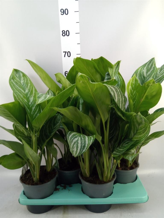 <h4>Aglaonema GB 'Stripes'</h4>