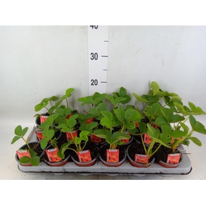 Fragaria ananassa 'Elsanta'