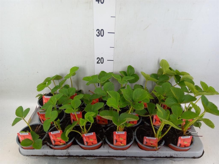 <h4>Fragaria ananassa 'Elsanta'</h4>