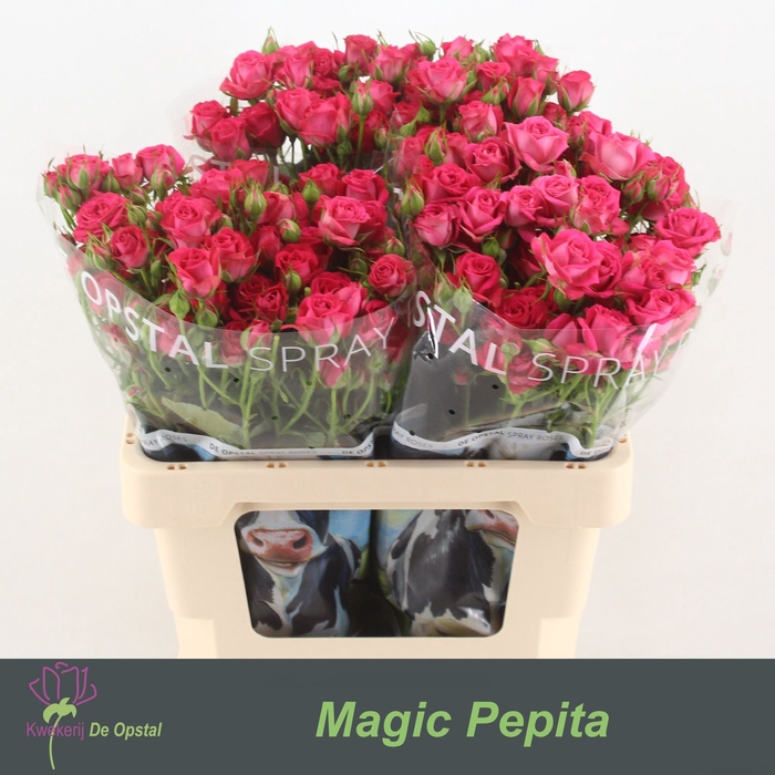 <h4>R TR MAGIC PEPITA</h4>